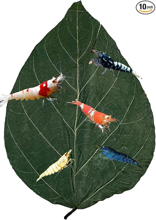 Awesome Aquatic Dadap Leaves Premium Leaf Food for Shrimp Crayfish Crabs Snails Ancistrus and More High Calcium/Protein Levels with Essential Vitamins Minerals Amino Acids Trace Elements (Dadap 10 Pk)