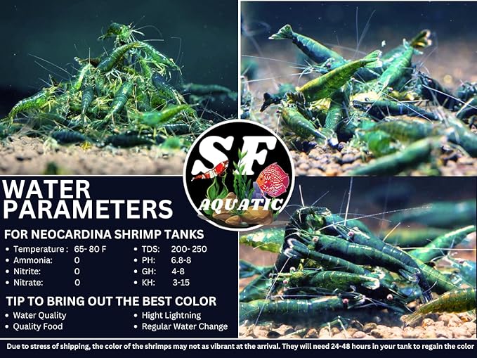 SF Aquatic™ 20 Premium Mix Color Neocaridna Live Freshwater Aquarium Shrimps for Aquarium. Adults Beeding Age. Live Arrival Guarantee.
