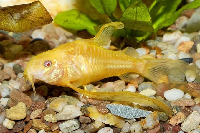 Super Catfish & Bottom Feeder Mix with Soft BITS #7 A154 (Variety, 6oz)