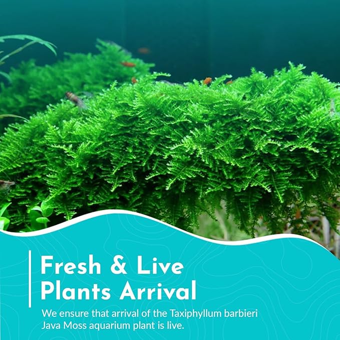 5 Pack Java Moss Taxiphyllum Barbieri Portions