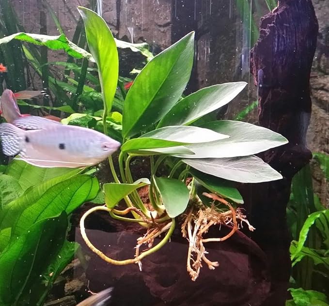 Anubias Congensis Live Aquatic Potted Plant for Aquarium Freshwater Fish Tank by Greenpro