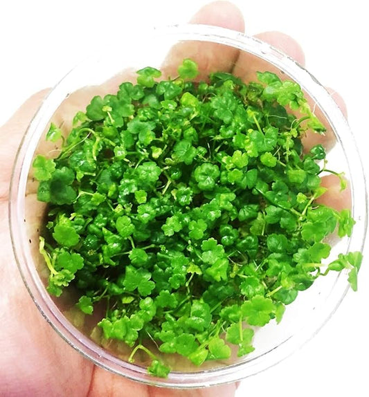 Dwarf Pennywort Japan Tissue Culture | Hydrocotyle Tripartita Japan Freshwater Live Aquarium Plant