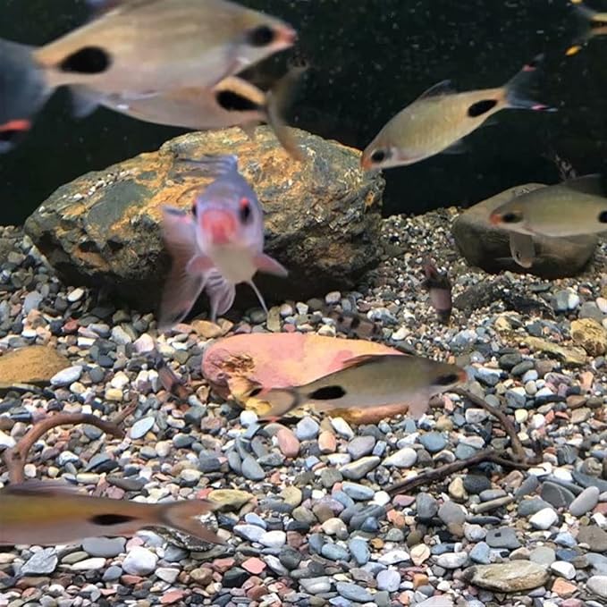 Room Decoration 100g Natural Stream Sand Aquarium Substrate Landscaping Decorative Small Stones Fish Tank Aquarium Decoration Stone(Color:5-30mm)