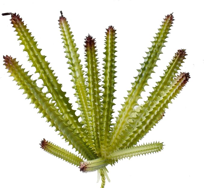 AQUANEAT Terrarium Plant, Fake Reptile Plant for Amphibian Habitat, 8 inch Tall Green