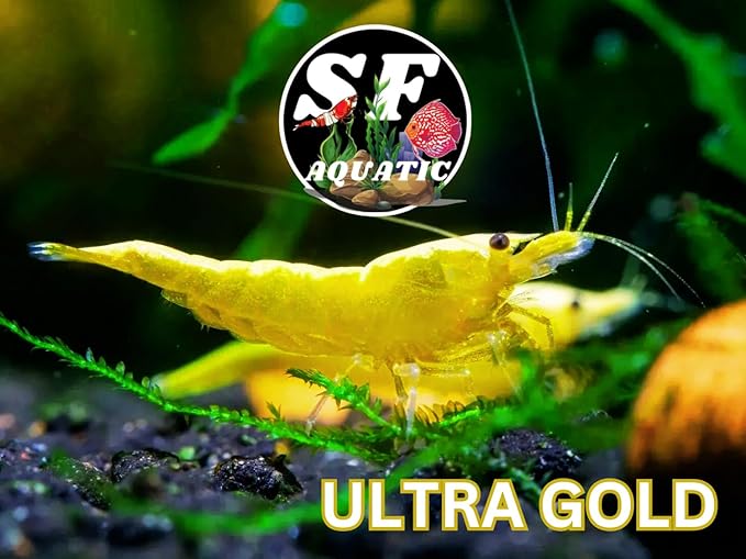 SF Aquatic™ 10 Premium Ultra Gold Neocaridna Live Freshwater Aquarium Shrimps for Aquarium. Adults Beeding Age. Live Arrival Guarantee.