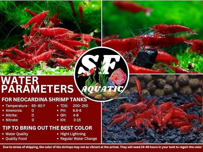 SF Aquatic™ 20 Premium Mix Color Neocaridna Live Freshwater Aquarium Shrimps for Aquarium. Adults Beeding Age. Live Arrival Guarantee.