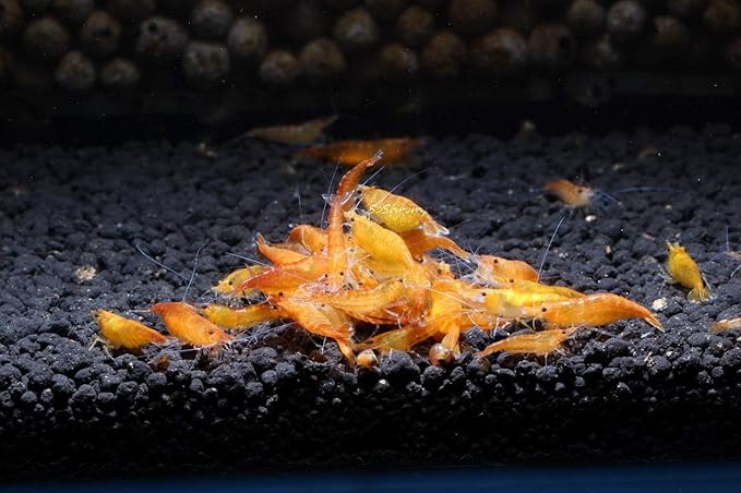 Live Freshwater Aquarium Shrimp - Neocaridina (Orange Sunkist, 5 Pack)