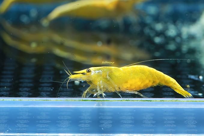 Live Freshwater Aquarium Shrimp - Neocaridina (Neon Yellow, 5 Pack)