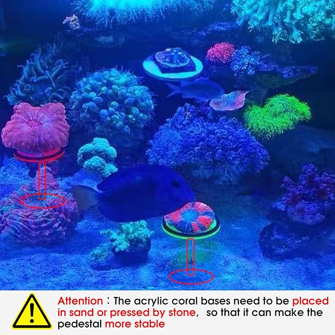 Live Coral Reef frag Rack，frag Plugs Holder for Coral，Fluorescent Acrylic Coral frag Bracket，This Set Contains 8 columnar Acrylic Holders and 8 White Premium Ceramic Bases