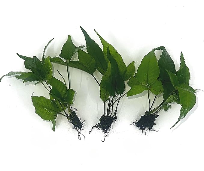 3 Aquatic Plants Bundle | Live Plants for Freshwater Aquariums (3 X Bolbitis Asiatica Plants)