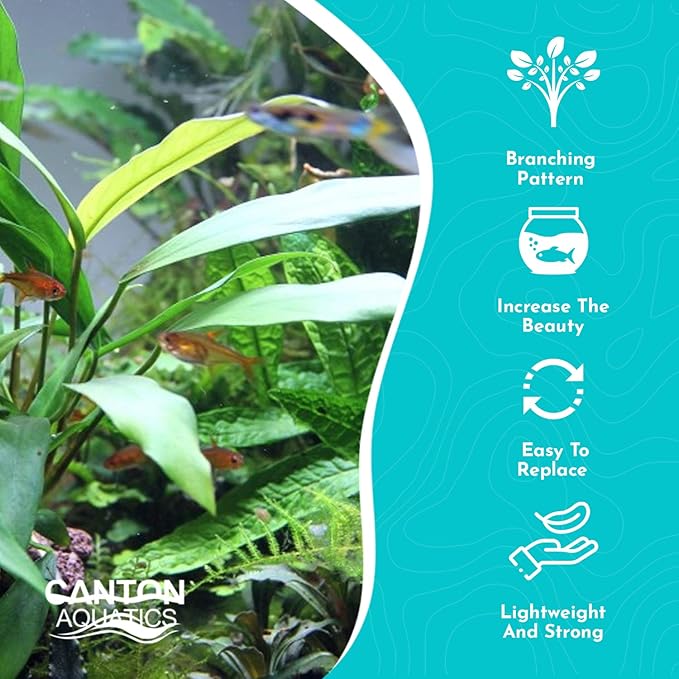 Anubias Minima Live Freshwater Aquarium Plant – Hardy Low Maintenance Aquatic Plant - Ideal for Low Light & Natural Fish Tank Decoration - Safe for Shrimp & Betta - 2 Inch Pot