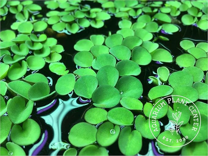 Asian Watermoss, Salvinia cucullata, Live Aquarium/Aquatic/Freshwater/Floating/Pond Plant, Planted Tank, Aquascaping by Aquarium Plant Center (12 Plants)