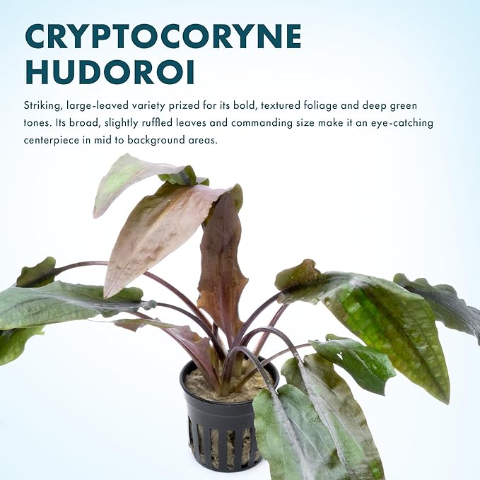 SubstrateSource Cryptocoryne Live Aquarium Plants - Freshwater Plant for Aquariums, Planted Fish Tanks - Beginner Friendly (Undulatus Hybrid, 3 Pots (15-20 Plants))