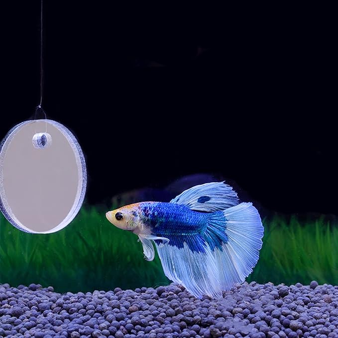 Thereisno Betta Training Mirror Fish for Tank Fish Antidepressant Work Out 5/6/7cm Special for Betta Fitness Mirror Training Mirror