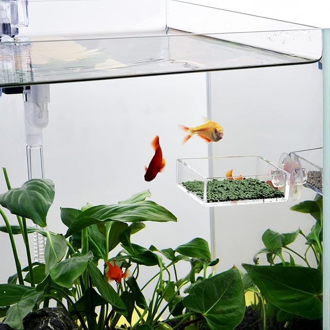 Shrimp Feeding Dish Square Fish Tank Feeding Bowl Clear Acrylic Aquarium Feeder Bowl with Suction Cup