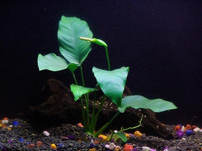 Potted Anubias Plants | Live Freshwater Aquatic Plants for Aquariums and Terrariums - Low Light, Low Maintenance (Anubias Barteri, 1, Count)