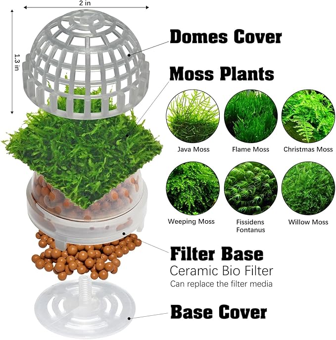 Java Moss | Vesicularia Ferriei Live Aquarium Plant, 10 Square Inch Flame Moss, with 1x Ball Holder, Freshwater Live Plants Shaping Filter