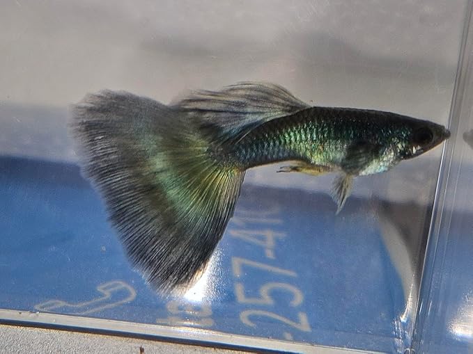 1 Duo Blue Moscow Live Guppy Fish VIP Grade A