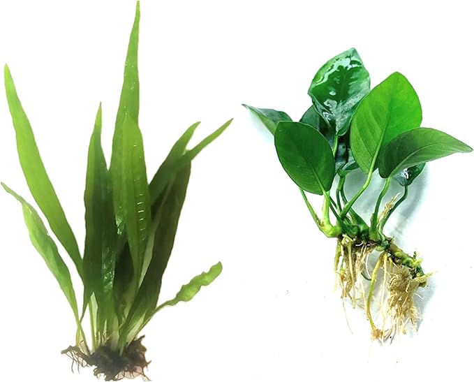 Java Fern and Anubias Aquarium Plant Bundle - Live Freshwater Plants for Aquascaping, Low Maintenance, Easy Beginner Friendly Decor for Fish Tank