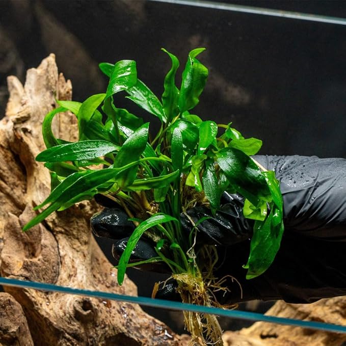 SubstrateSource Cryptocoryne Live Aquarium Plants - Freshwater Plant for Aquariums, Planted Fish Tanks - Beginner Friendly (Petchii, 1 Pot (3-5 Plants))