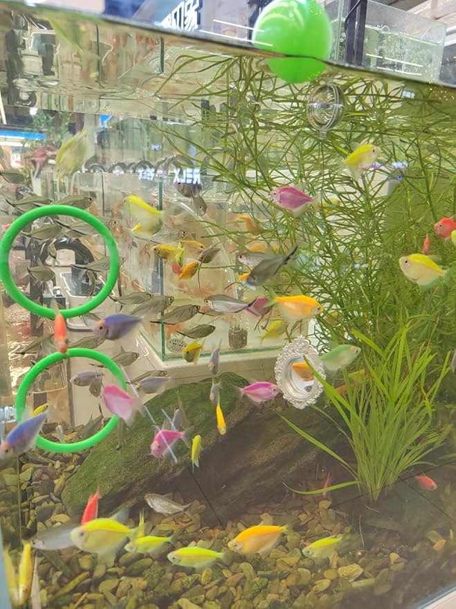 Betta Fish Enrichment Toys Ring and Mirror Floating Exercise Mirrors and Training Ring Floating Mirrors Aquarium with Feeding Rings Aquarium Accessories with Suction-Cup (Green)