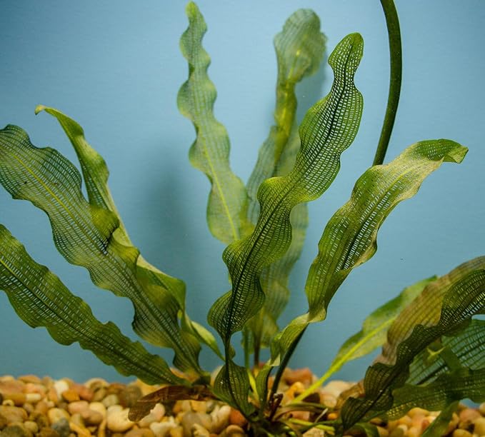 Madagascar Lace Plant Aponogeton madagascariensis, Live Aquarium Plant, Freshwater Aquatic Bulbs, Easy to Grow, Ideal for Planted Aquariums & Aquascapes Awesome Aquatic