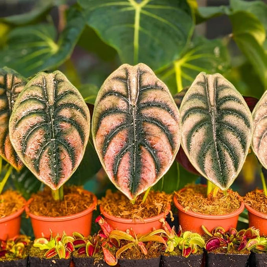 Pack 2 Red Alocasia Live Plant for Planting, Indoor Houseplant Alocasia Plant Live, 5 to 7 Inc Tall, Bare Root, Alocasia Colocasia Taro Plant for Ornamental Plants