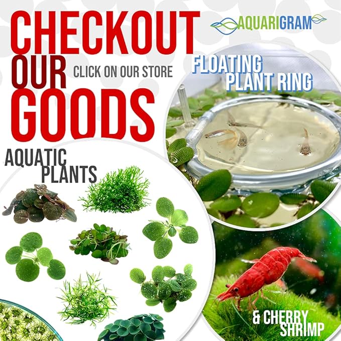 50+ Leaves Velvet Water Spangles (+Mystery Plant) Live Aquatic Floating Plant for Aquarium (salvinia cucullata) by Aquarigram