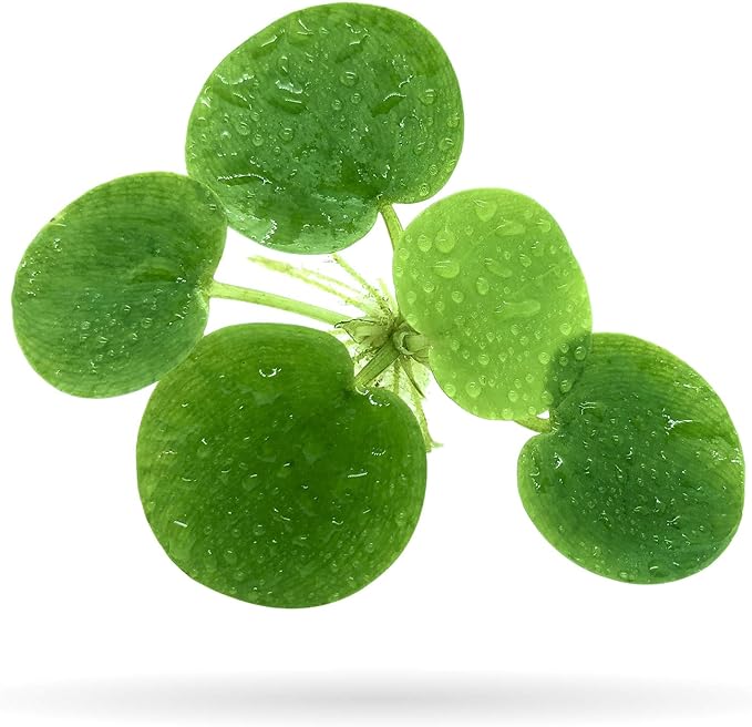 20+ Leaves Amazon Frogbit (+Free Bonus Plant) Live Floating Plant for Aquarium (Limnobium Laevigatum) by Aquarigram