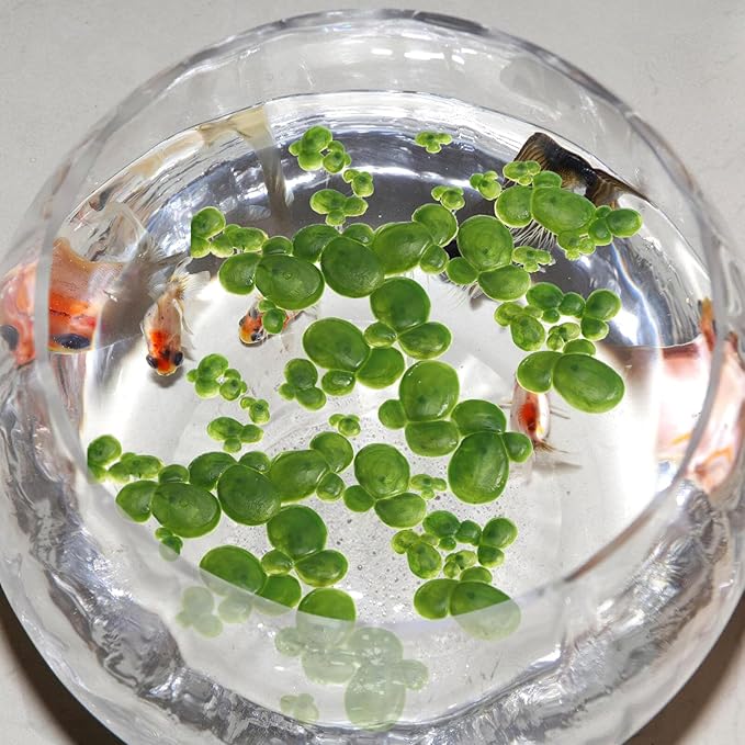 Toddmomy 72pcs Plastic Duckweed Artificial Floating Duckweed Mini Fake Simulation Floating Plants for Aquarium Fish Tank Pond Decor