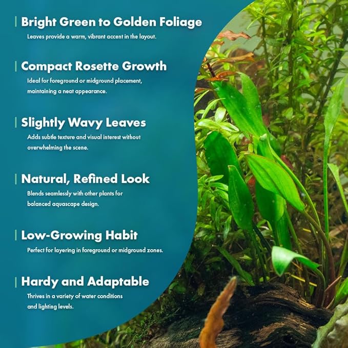 SubstrateSource Cryptocoryne Live Aquarium Plants - Freshwater Plant for Aquariums, Planted Fish Tanks - Beginner Friendly (Lutea, 1 Pot (3-5 Plants))