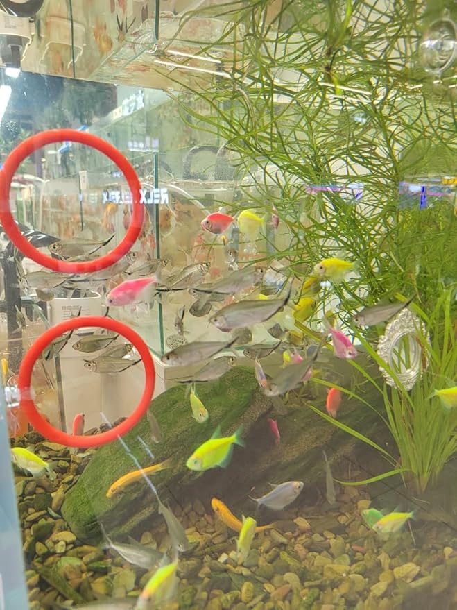 Betta Fish Enrichment Toys Ring and Mirror Floating Exercise Mirrors and Training Ring Floating Mirrors Aquarium with Feeding Rings Aquarium Accessories with Suction-Cup (Red)