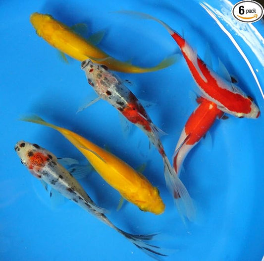 6 Pack Mixed Live 3-4 inch sarasa, shubunkin, Apricot Comet Goldfish for Aquarium Fish Tank or koi Pond