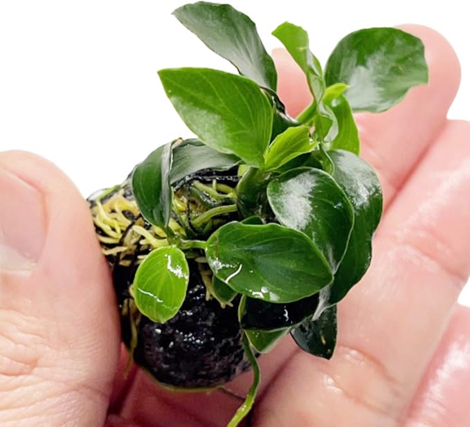 Anubias Nana On Stone Live Aquarium Plant Tropical Freshwater Decorations
