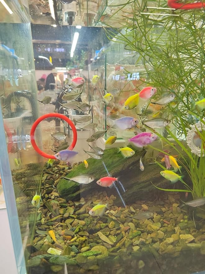 Betta Fish Enrichment Toys Ring and Mirror Floating Exercise Mirrors and Training Ring Floating Mirrors Aquarium with Feeding Rings Aquarium Accessories with Suction-Cup (Red)