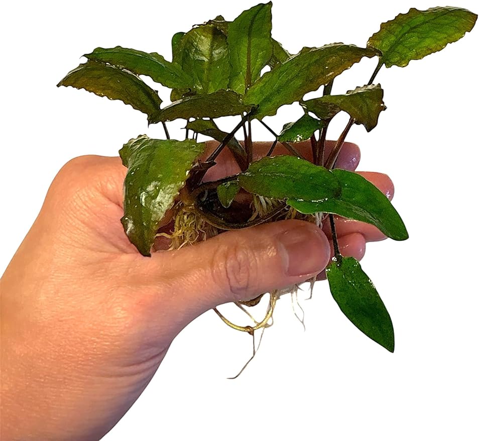 Cryptocoryne wendtii Green Live Aquarium Plants, 3 Pack, Indoor Aquatic Plant