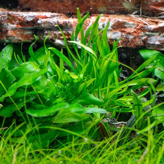 SubstrateSource Cryptocoryne Live Aquarium Plants - Freshwater Plant for Aquariums, Planted Fish Tanks - Beginner Friendly (Lucens, 5 Pots (20-25 Plants))