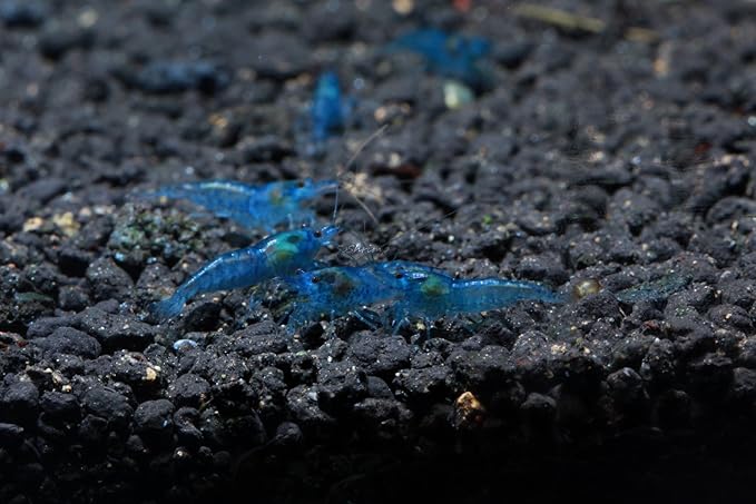 Live Freshwater Aquarium Shrimp - Neocaridina (Blue Velvet, 5 Pack)