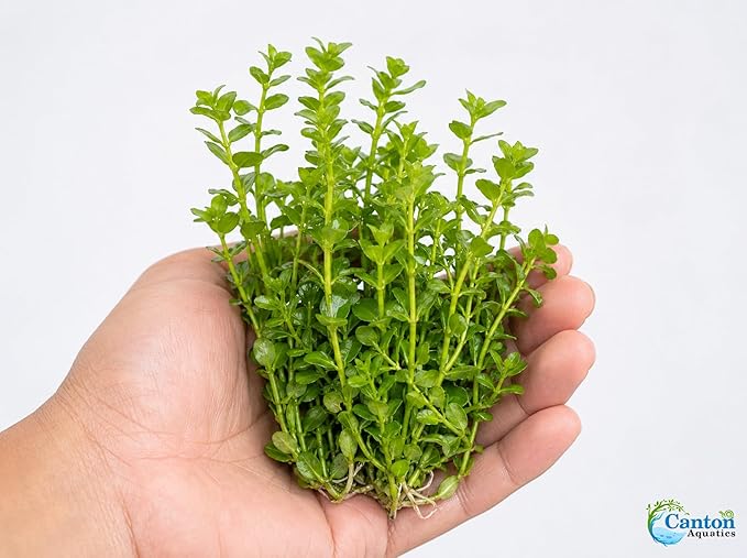 Moneywort Bacopa Monnieri Live Aquarium Plant Stem Bundle Freshwater Easy Beginner Background Plant - Low-Medium Light