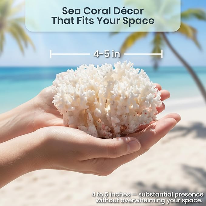 White Sea Coral | 4-5" Lace Coral Pocillopora Damicornis | Plus Free Nautical eBook by Joseph Rains