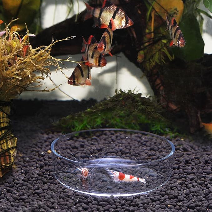 WEAVERBIRD 80mm Aquarium Shrimp Feeder Dish Glass Fish Tank Feeding Bowls Round Clear Dishes Tray