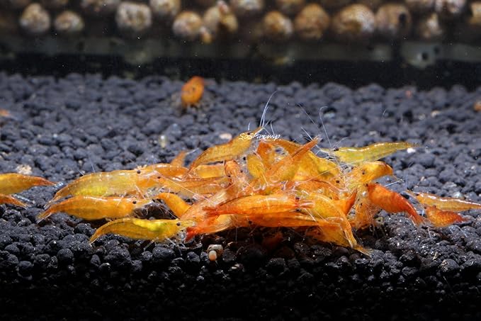 Live Freshwater Aquarium Shrimp - Neocaridina (Orange Sunkist, 10 Pack)