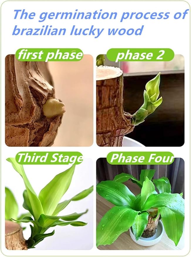 Brazilian Lucky Wood，Easy to Maintain and Purify the Air Brazilian Wood，Suitable for Living Rooms, Kitchens, Bedrooms, Desks, and Outdoor Gardens (AC)