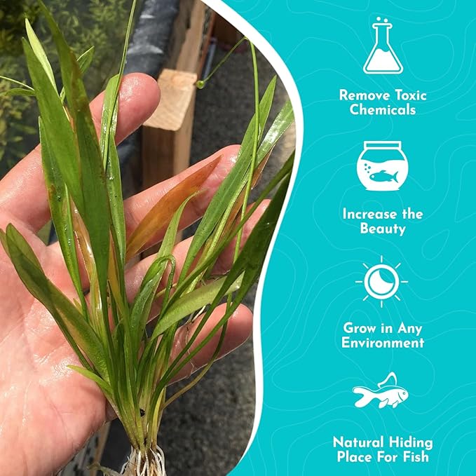 | Live Aquarium Helanthium Tenellum Echinodorus Plants - Increases Beauty - Removes Nitrates - Long Lasting - Grows in Low-Light - Suitable for Summer & Winter - Small