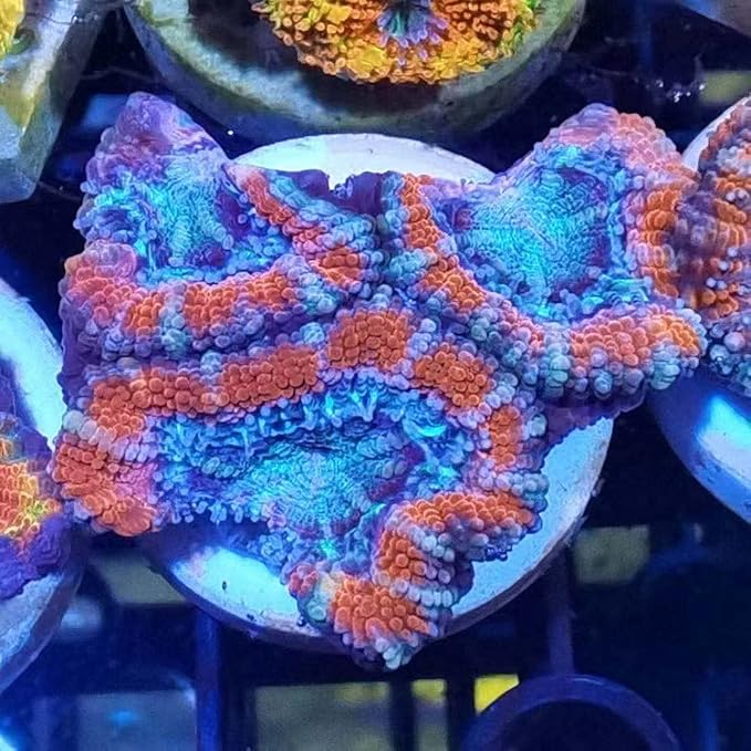 Aquarium Choice Big Size Ceramic Coralline Coral Frag Plugs Coral frag Plate Base