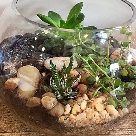 River Rocks for Plants 5.5 LB Small Decorative Pebbles 1"-1.5" Polished Stones Smooth Aquarium Gravel for Fish Tank Vases Indoor Planters Outdoor Landscaping Garden (88oz)