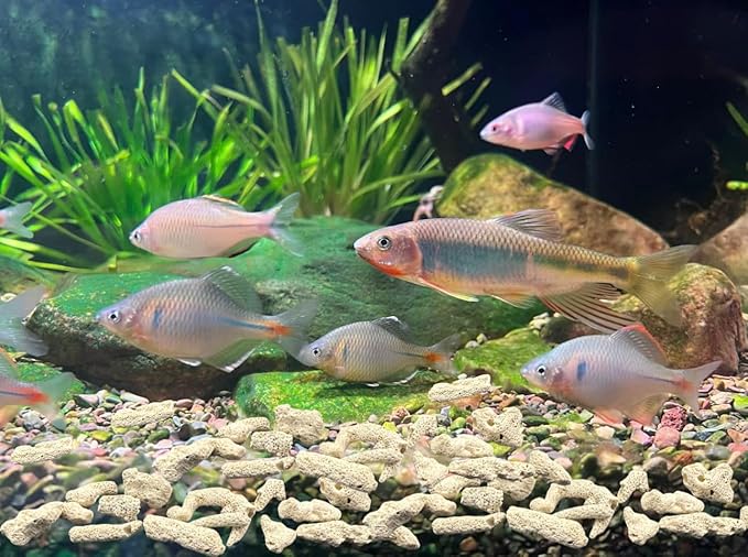 2 Packs Crushed Coral Filter for Aquarium,Fish Tank Crushed Coral for Freshwater Aquarium Ph Aquarium Bio Filter Media Bag Reusable Aquarium Filter