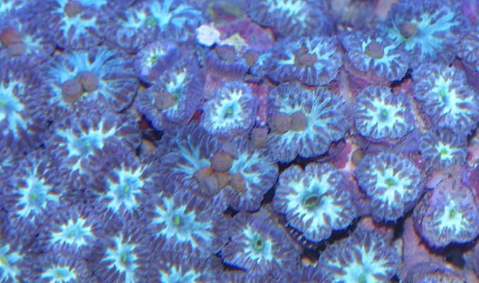 Dainichi Fish Food Marine - Reef Veggie FX Sinking Baby Pellet - 3.5 oz for Herbivorous Marine Fish, Corals and Other Invertebrates – Kelp-Based Formula - Enhances Vitality and Color