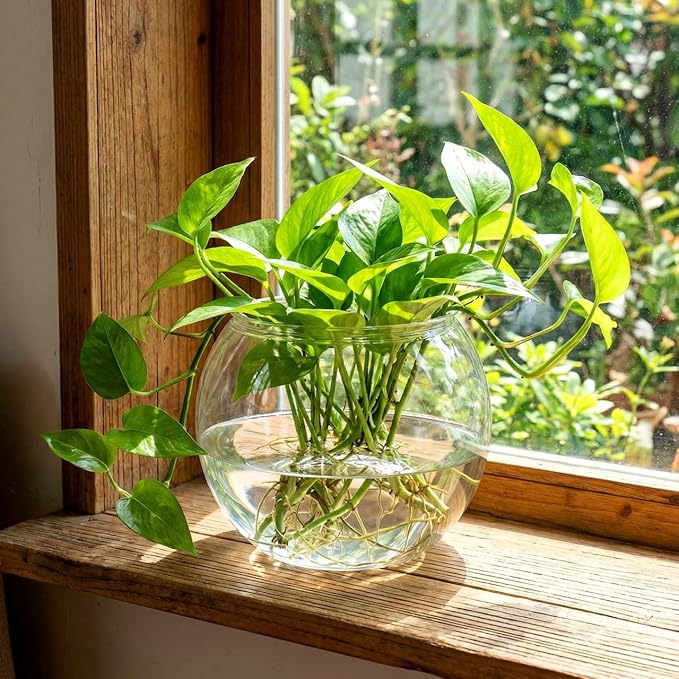 Lurrose Tabletop Fish Tank Plastic Fish Tank Globe Fbowl Clear Feeding Container