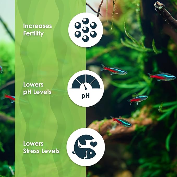 JOR Water Conditioner Leaves for Freshwater Betta & Shrimp Aquarium, Leaf Lowers Tank's pH, Helps in Successful Breeding (Catappa, Medium x 12)